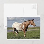Appaloosa Postkarte (Vorne/Hinten)