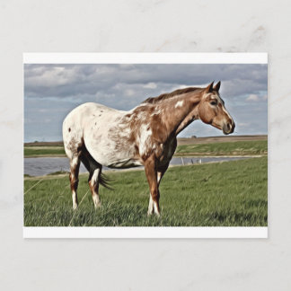 Appaloosa Postkarte