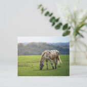 Appaloosa Postkarte (Stehend Vorderseite)
