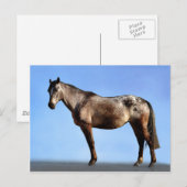 Appaloosa Postkarte (Vorne/Hinten)