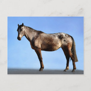 Appaloosa Postkarte