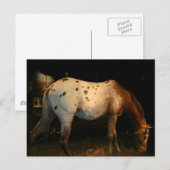 Appaloosa Postkarte (Vorne/Hinten)