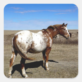Appaloosa-Stute auf der kanadischen Prärie Quadratischer Aufkleber