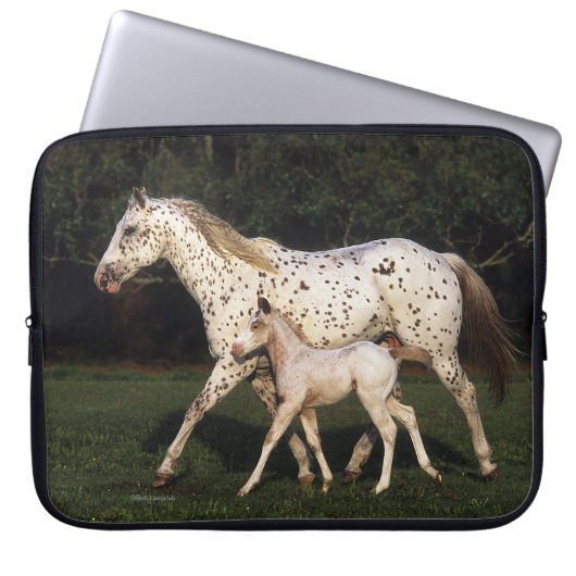 Appaloosa-Stute und Fohlen auf dem Gebiet Laptopschutzhülle (Vorderseite)