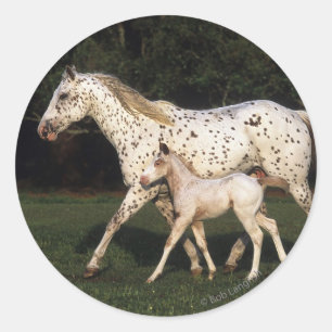Appaloosa-Stute und Fohlen auf dem Gebiet Runder Aufkleber