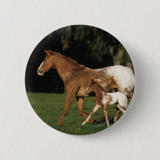 Appaloosa-Stute und Fohlen Button (Vorderseite)