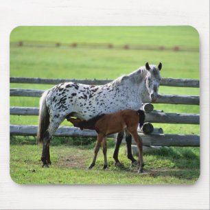 Appaloosa-Stute und Fohlen Mousepad