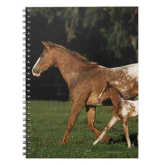 Appaloosa-Stute und Fohlen Notizblock (Vorderseite)