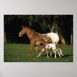 Appaloosa-Stute und Fohlen Poster