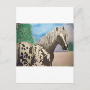Appaloosa Winter Postkarte