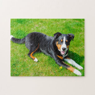 Appenzeller Sennenhunde. Puzzle