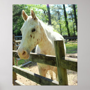 Appetit auf das Pferd Poster