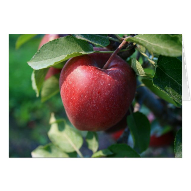 Apple (Vorderseite (Horizontal))