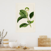 Apple Blätter (Malus Domestica) (1910) von James M Poster (Küche)