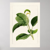 Apple Blätter (Malus Domestica) (1910) von James M Poster (Vorne)