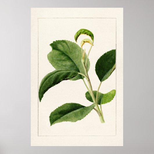 Apple Blätter (Malus Domestica) (1910) von James M Poster (Vorne)