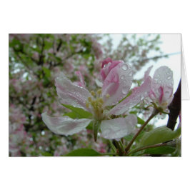 Apple Blossom