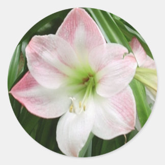 Apple Blossom Amaryllis Romantischer Sticker