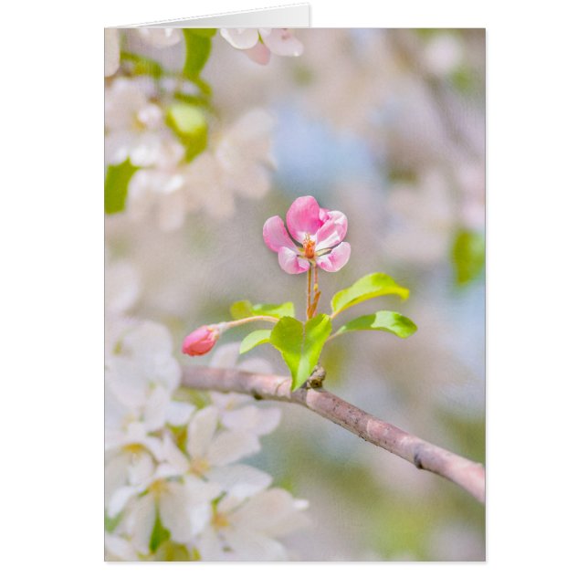 Apple blossom - Beauty (Vorne)