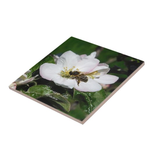 Apple Blossom & Bee Macro Photo | Ceramic Tile Fliese (Seite)
