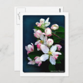 Apple Blossom Branch Postkarte (Vorne/Hinten)