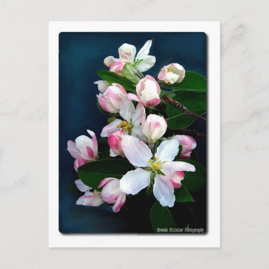 Apple Blossom Branch Postkarte (Vorderseite)