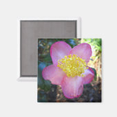 Apple Blossom Camelia Foto Square Magnet (Vorderseite/Rückseite)