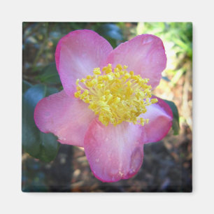 Apple Blossom Camelia Foto Square Magnet