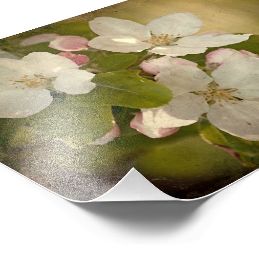 Apple Blossom Cluster Foto Print (Ecke)