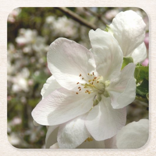 Apple Blossom Coaster Rechteckiger Pappuntersetzer (Vorderseite)