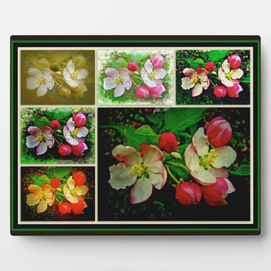 Apple Blossom Collage - Verbessertes digitales Fot Fotoplatte (Vorderseite)