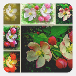 Apple Blossom Collage - Verbessertes digitales Fot Quadratischer Aufkleber