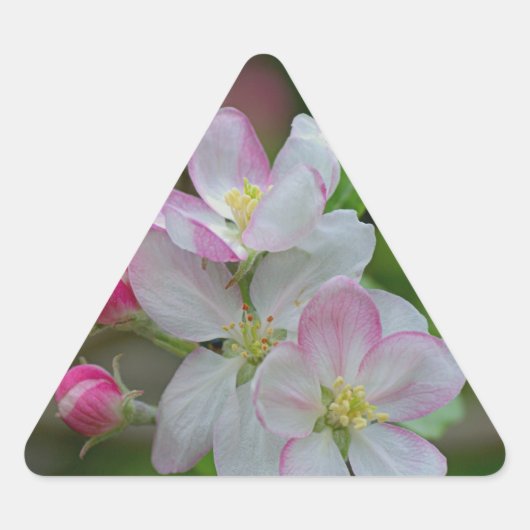 Apple Blossom Dreieckiger Aufkleber (Vorderseite)