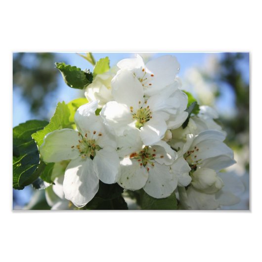 Apple Blossom Fotodruck (Vorne)