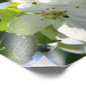 Apple Blossom Fotodruck (Ecke)