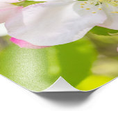 Apple Blossom Fotografie drucken (Ecke)