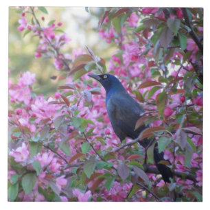 Apple Blossom Grackle Fliese
