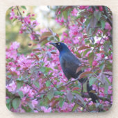 Apple Blossom Grackle Getränkeuntersetzer (Vorderseite)