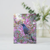 Apple Blossom Grackle Postkarte (Stehend Vorderseite)