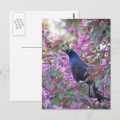 Apple Blossom Grackle Postkarte (Vorne/Hinten)