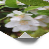Apple Blossom im RAIN! Poster (Ecke)