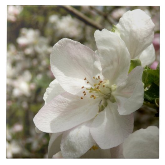 Apple Blossom Keramik Foto Tile Fliese (Vorderseite)