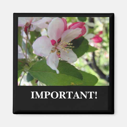Apple Blossom | Magnet (Vorne)
