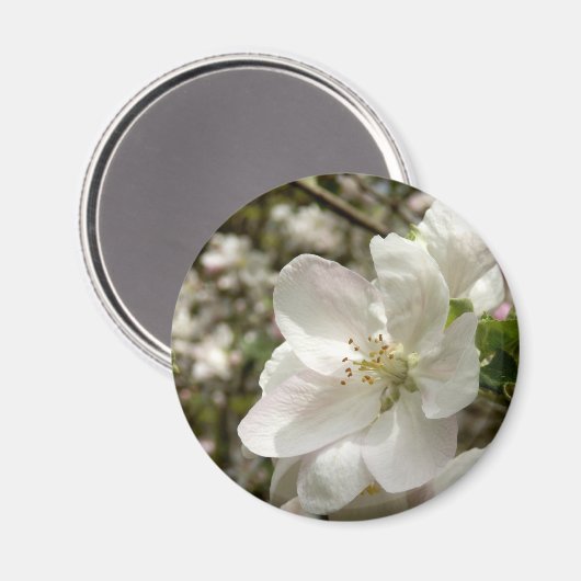 Apple Blossom Magnet (Vorderseite/Rückseite)