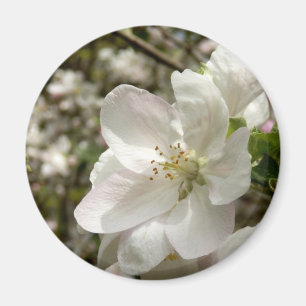 Apple Blossom Magnet