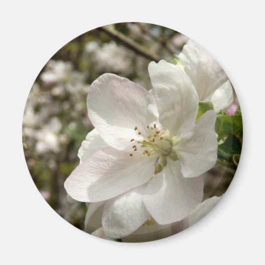 Apple Blossom Magnet (Vorne)