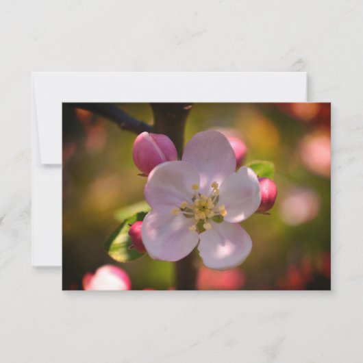 Apple Blossom Mitteilungskarte (Vorderseite)