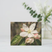 Apple Blossom Nah-up Foto in Sunshine Postkarte (Stehend Vorderseite)