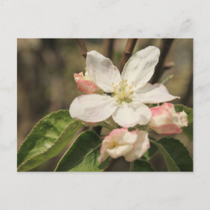 Apple Blossom Nah-up Foto in Sunshine Postkarte