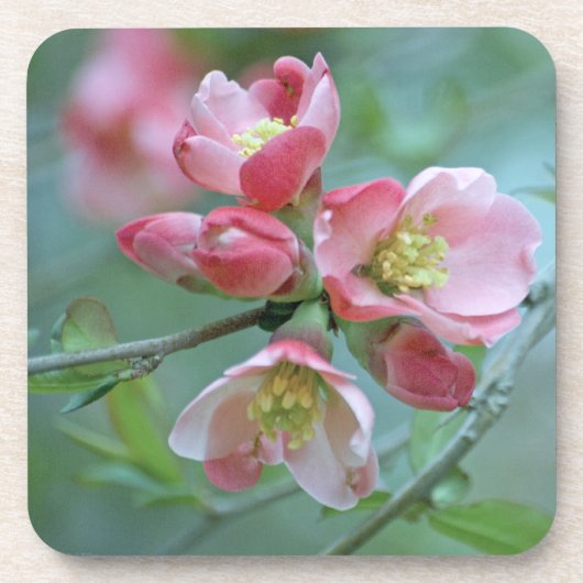 Apple Blossom #P0356 Cork Untersetzer (Vorderseite)